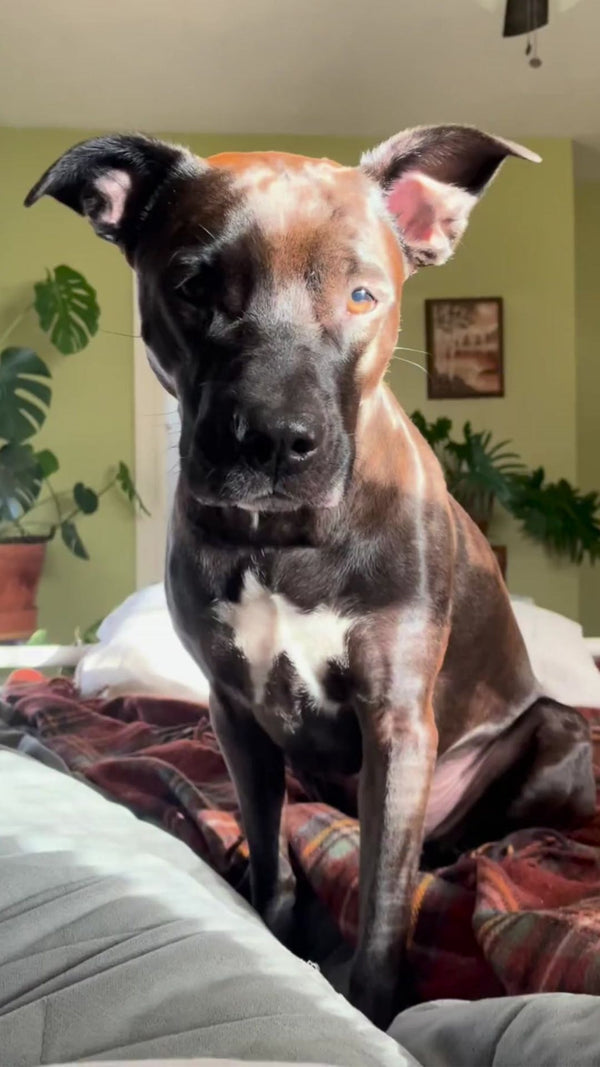 Plentum for your pup