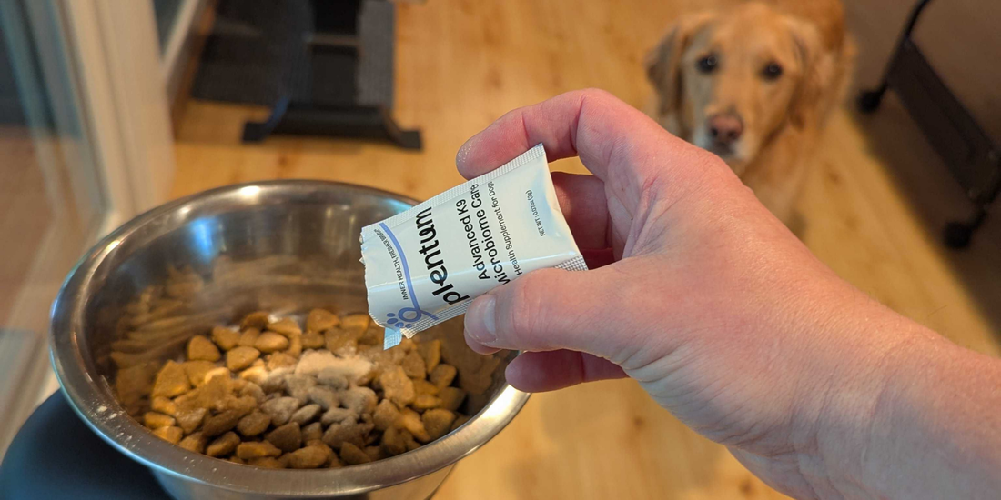 Why Powder? The Plentum Advantage Over Traditional Dog Supplement Chews