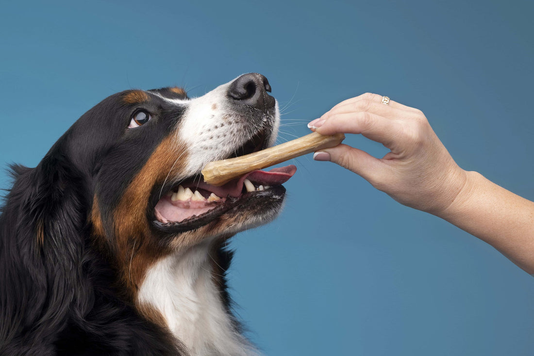 Canine Oral Health: Breaking Down Periodontal Disease 