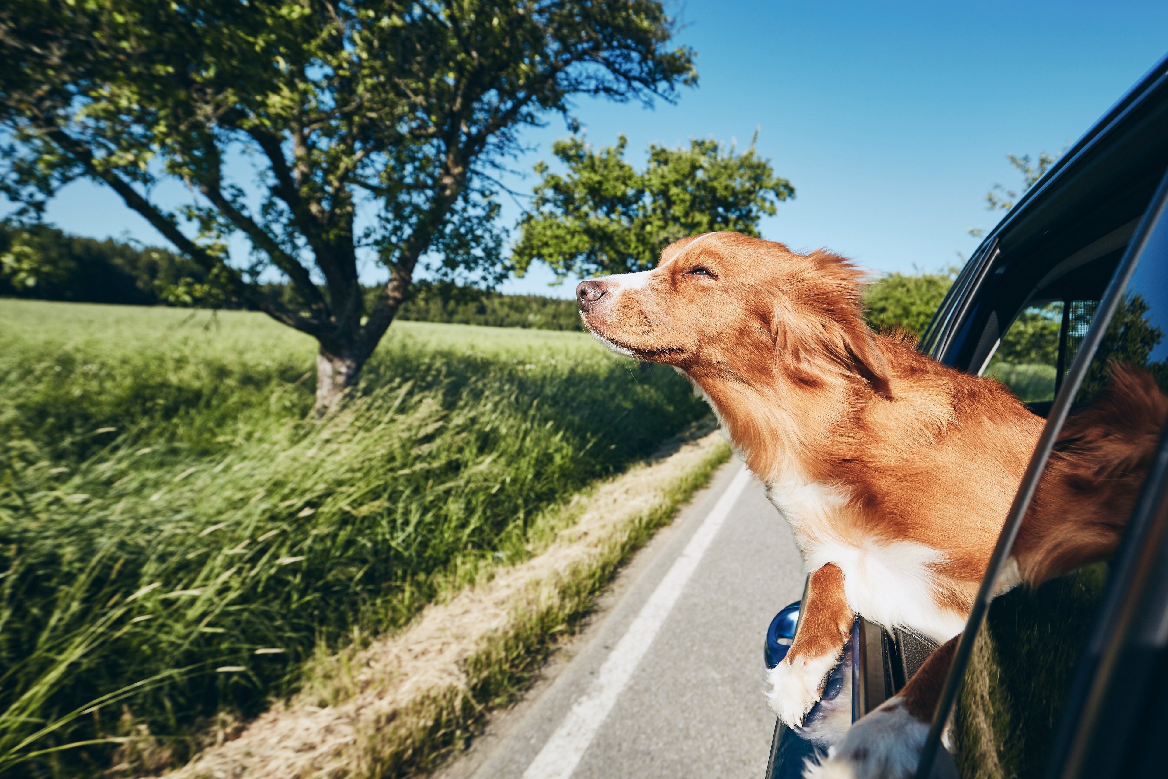 Travel Essentials:  Keeping Your Dog’s Gut Healthy on Road