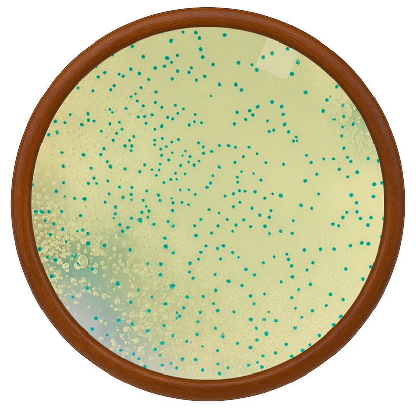 Canine Oral Health Postbiotic