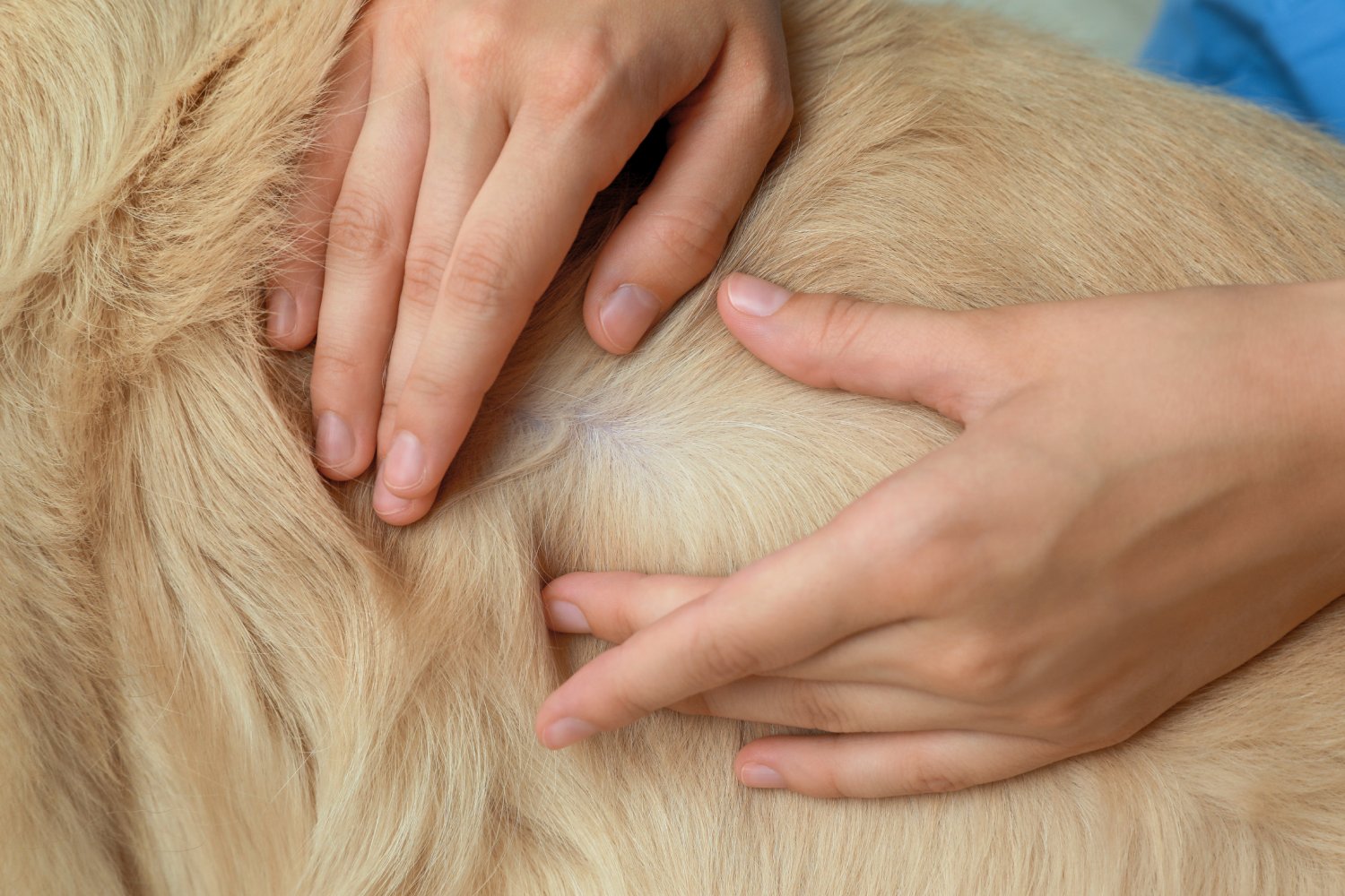 The Link Between Gut Health and Skin Conditions in Dogs 