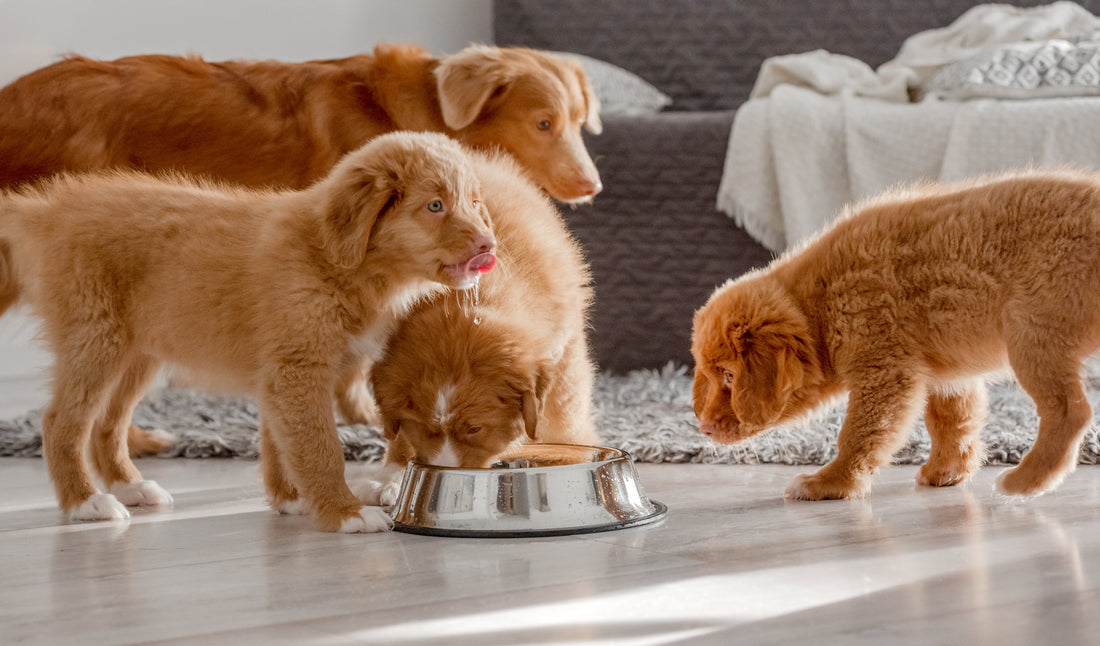 Dog Gut Health 101: Why Your Pup’s Digestion Matters